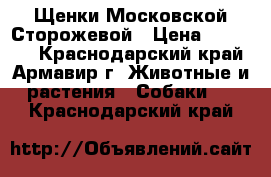 Щенки Московской Сторожевой › Цена ­ 15 000 - Краснодарский край, Армавир г. Животные и растения » Собаки   . Краснодарский край